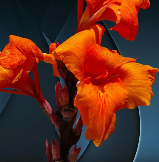 Canna Cannova Bronze Orange 1 Gallon