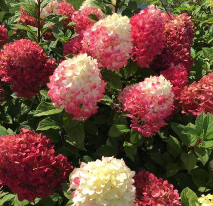 Hydrangea Little Lime Punch #3