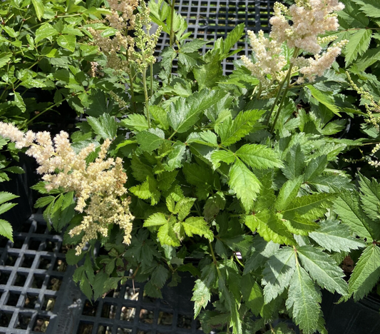 Astilbe Vision Inferno #1