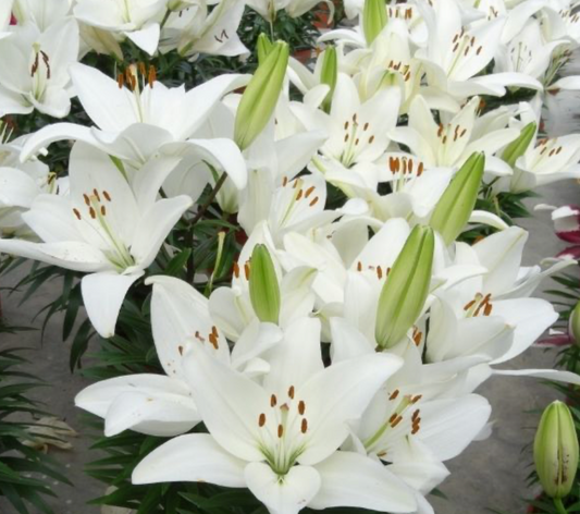 Lily Looks- Tiny Crystal #1