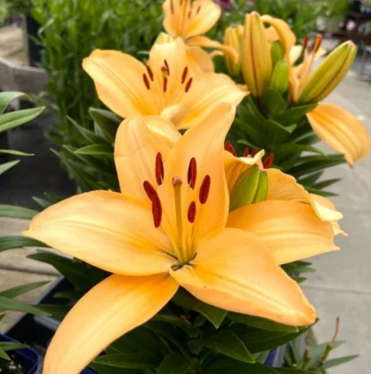 Lily Looks- Tiny Moon #1