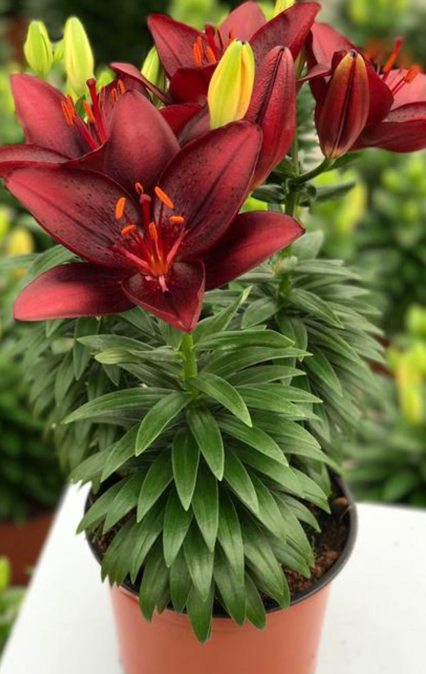 Lily Looks- Tiny Comfort #1