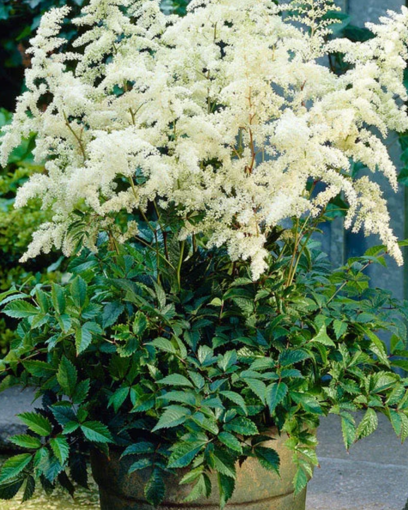 Astilbe Deutschland #1