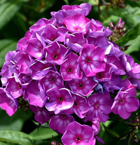 Phlox pan Candy Store Grape Lollipop 8"