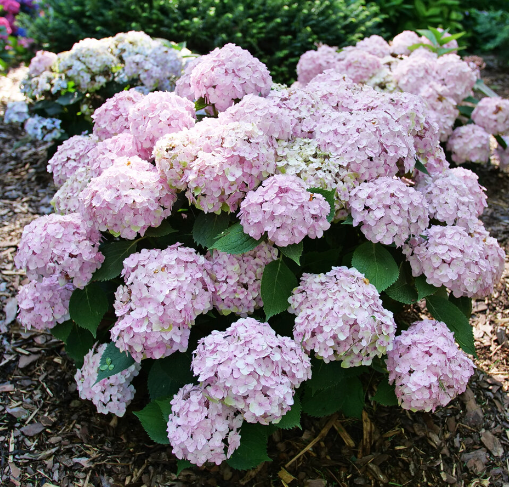 Hydrangea mac Wee Bit Innocent #3