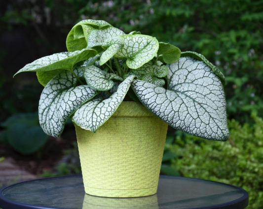Brunnera mac 'Jack of Diamonds' 8"