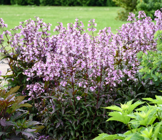 Penstemon 'Midnight Masquerade' 8"