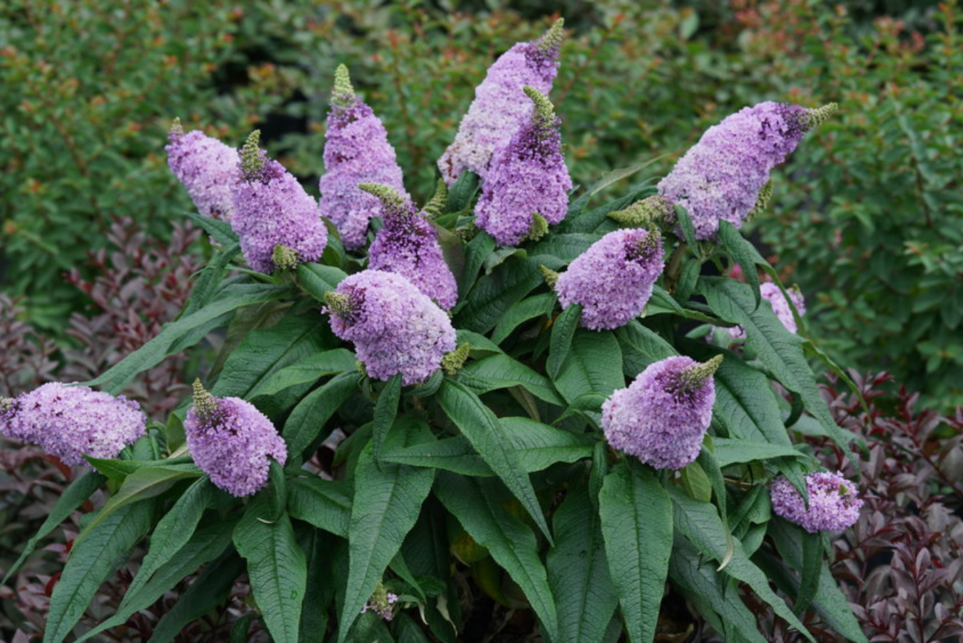 Butterfly Bush Pugster Amethyst #2