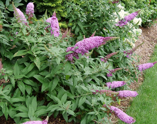 Butterfly Bush Pugster Pinker #2