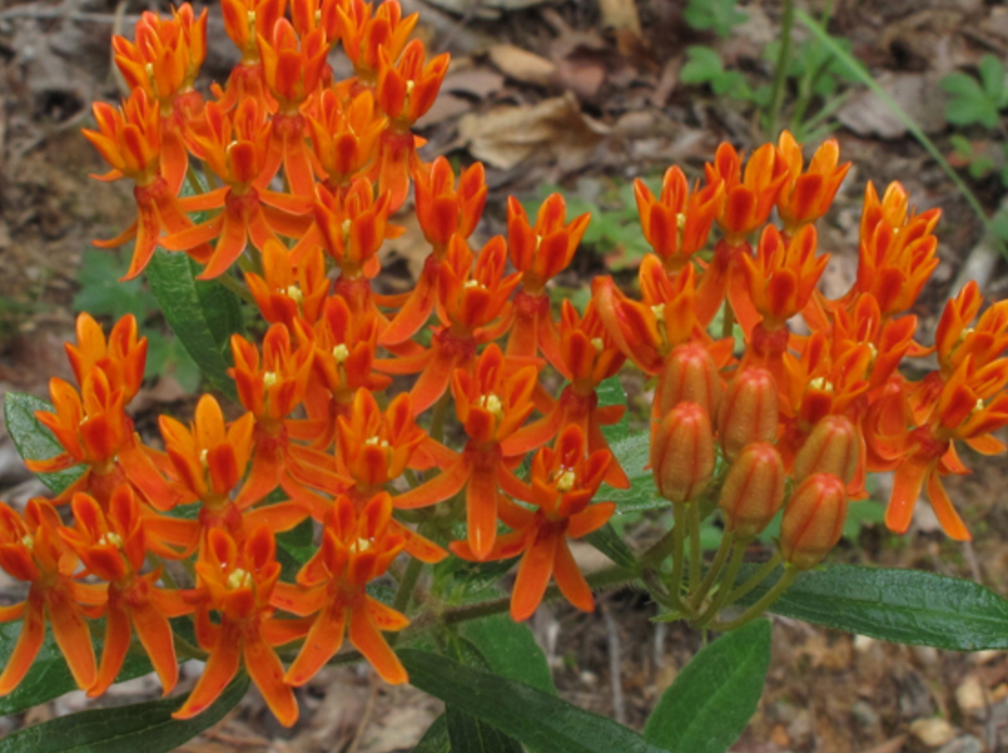 Asclepias Tuberosa 8" (Butterfly Weed)