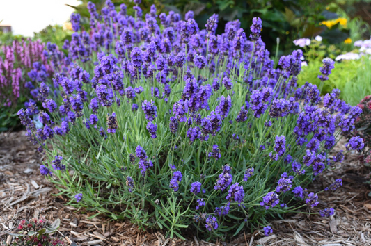 Lavandula ang Sweet Romance 8"