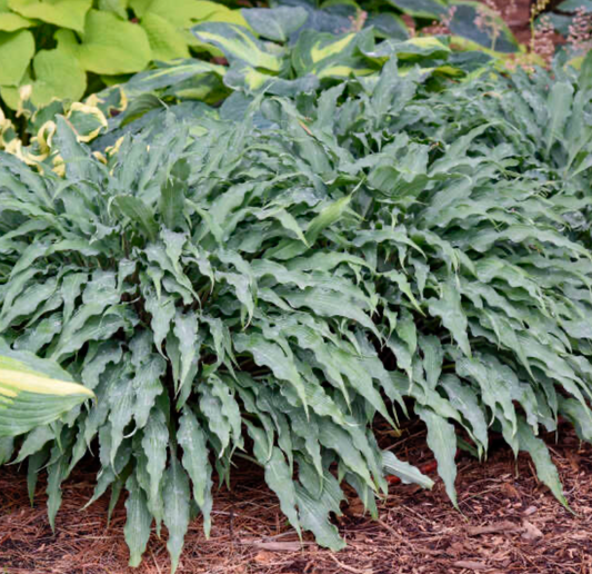 Hosta Silly String 8"