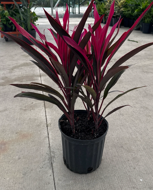 10" Cordyline Red