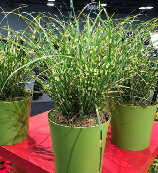 Miscanthus Bandwidth #1