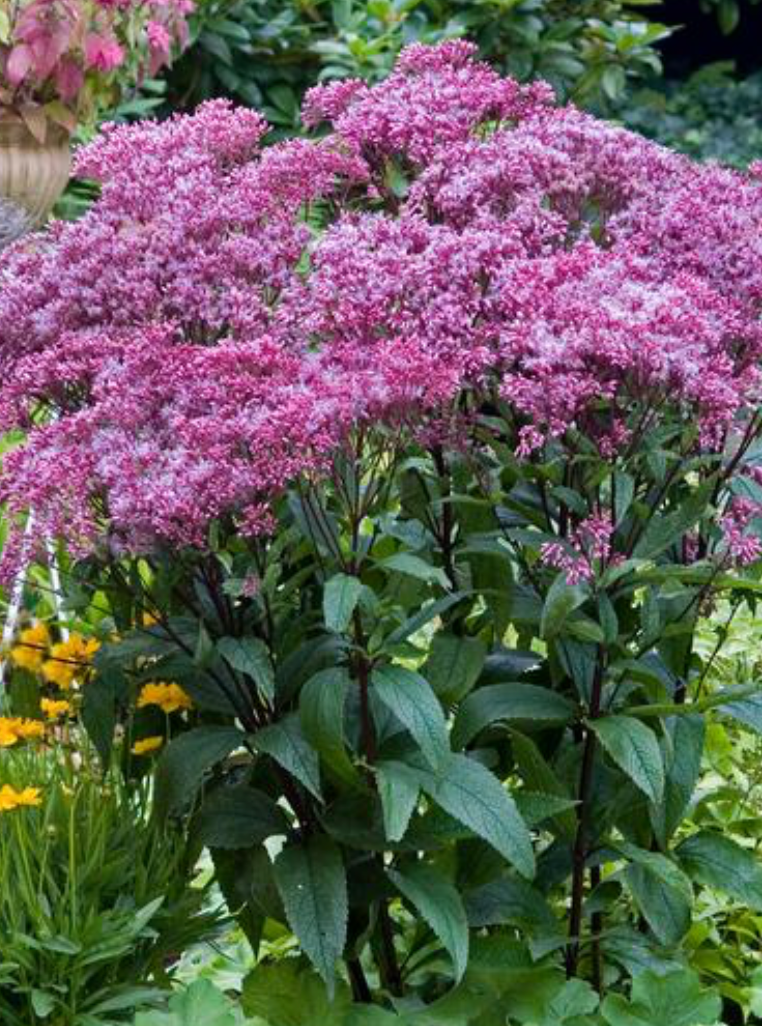 Eupatorium Dubium Baby Joe #1