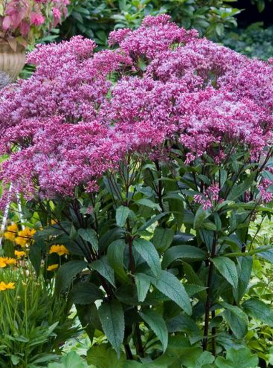 Eupatorium Dubium Baby Joe #1