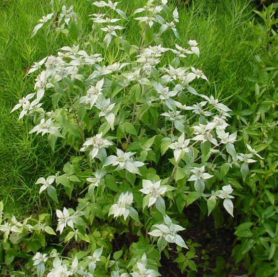 Pycnanthemum Muticum (Short Toothed Mountain Mint #1