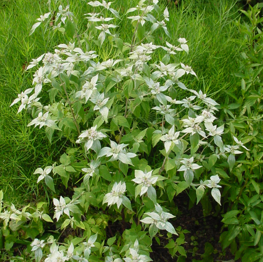 Pycnanthemum Muticum (Short Toothed Mountain Mint #1