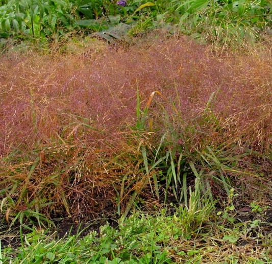 Eragrostis Spectabilis (Purple Lovegrass) #1