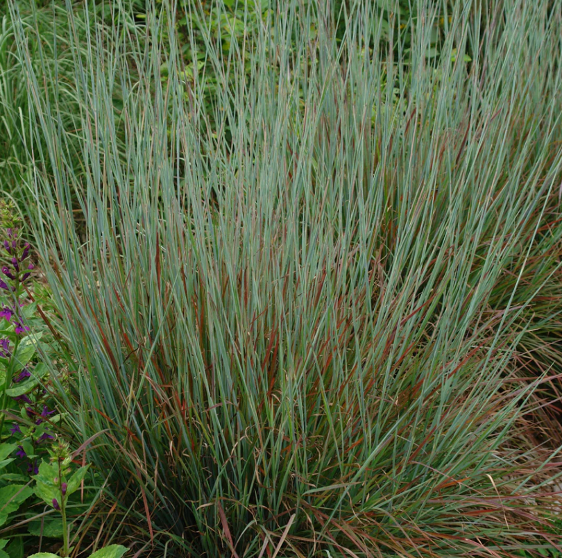 Schizachyrium Scoparium "Standing Ovation Little Bluestem" #1