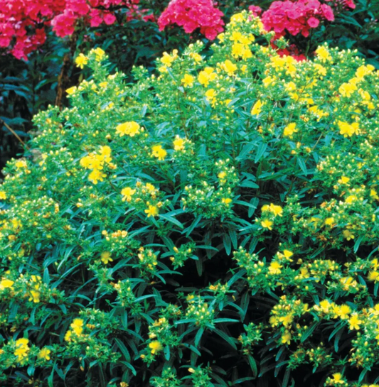 Hypericum kal 'Gemo' St. John's Wort #3
