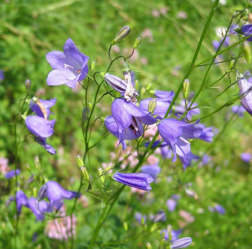 Campanula Rotundifolia (Bluebell) #1