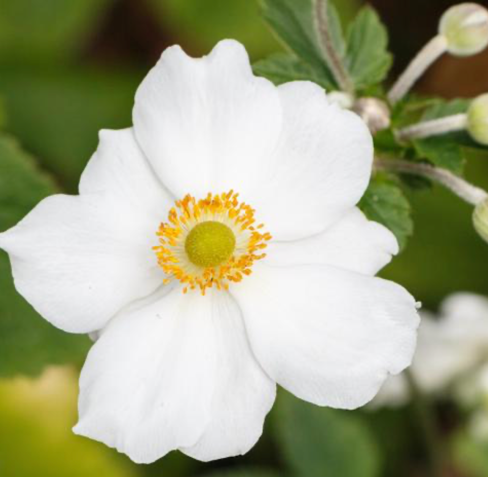 Anemone Honerine Jobert #1