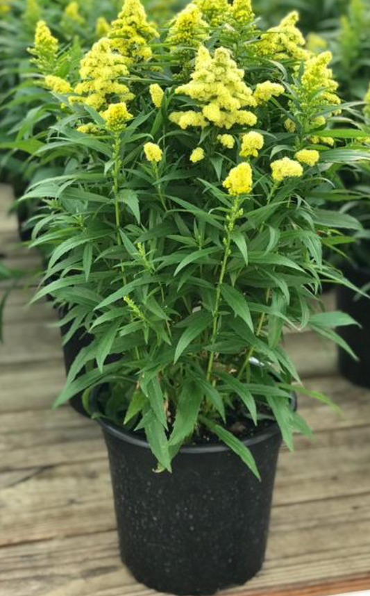 Solidago Little Lemon #1