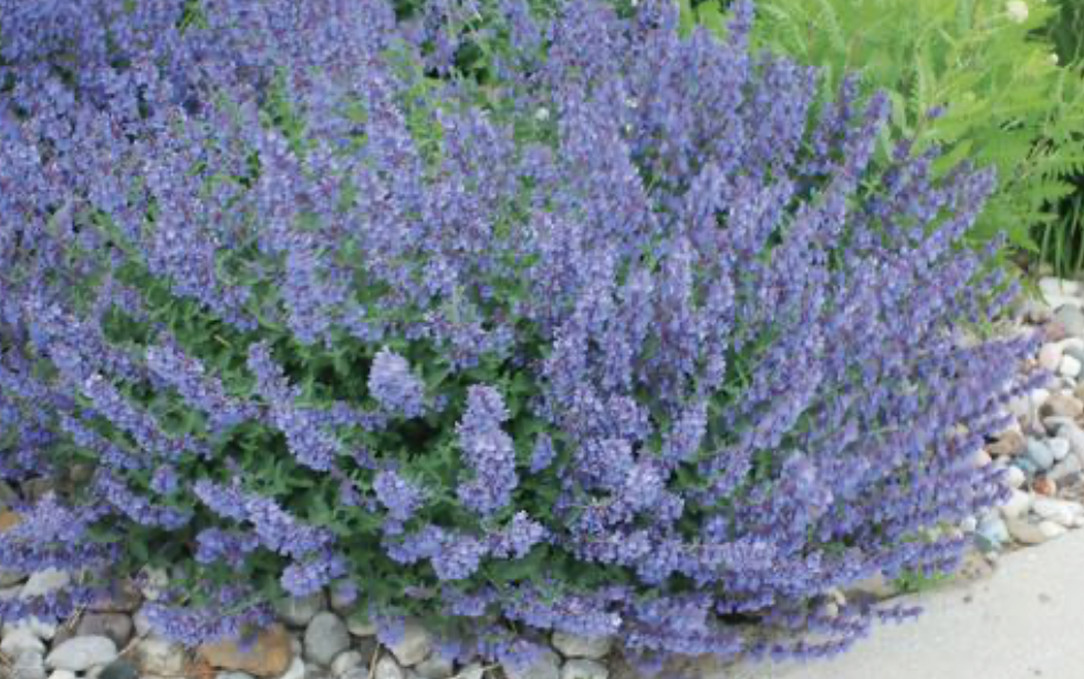Nepeta Walkers Low #1