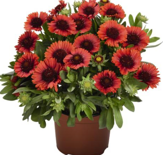 Gaillardia Spintop Red #1