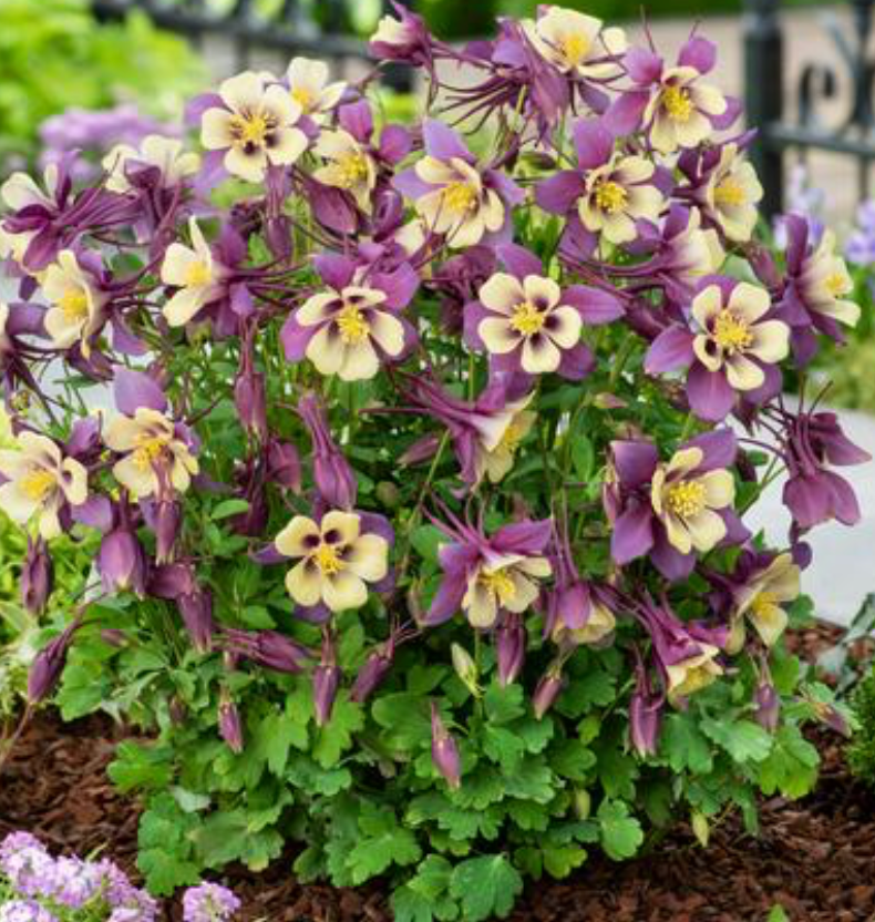 Aquilegia hybrida 'Earlybird Purple Yellow' #1