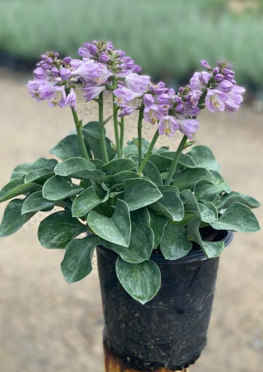 Hosta Blue Mouse Ears #1
