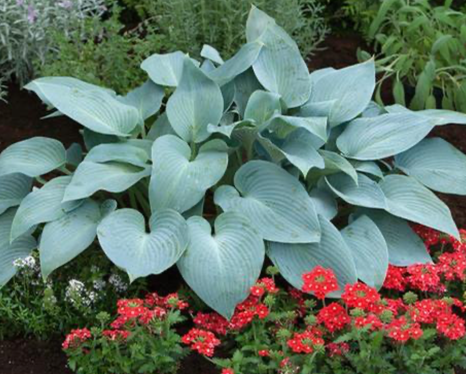 Hosta Halcyon #1