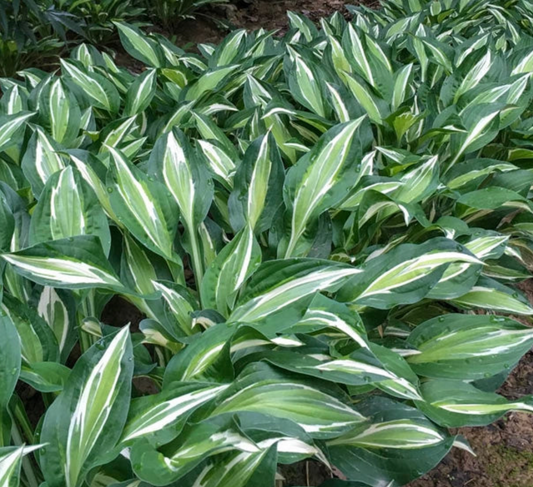 Hosta Snake Eyes #1