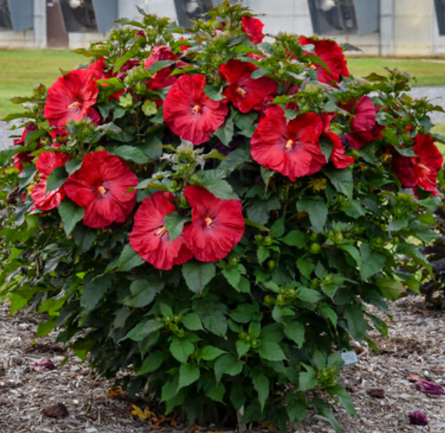 Hibiscus Valentine's Crush #3