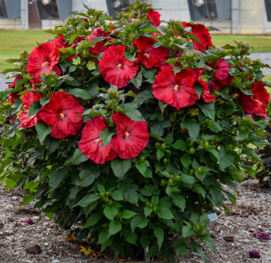 Hibiscus Valentine's Crush #3