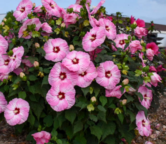 Hibiscus Spinderella #3
