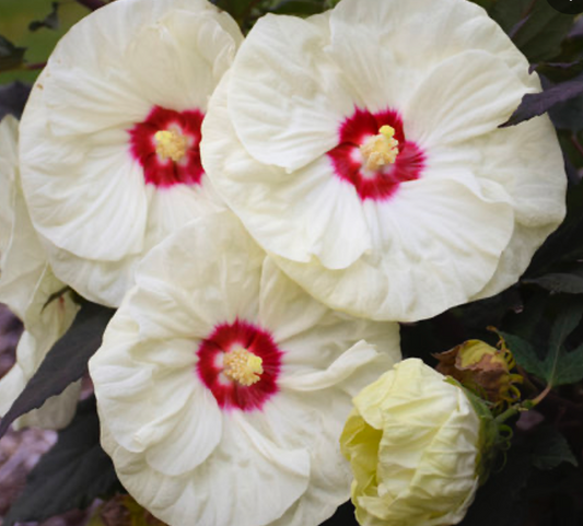 Hibiscus French Vanilla #3