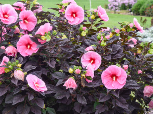 Hibiscus Edge of Night #3