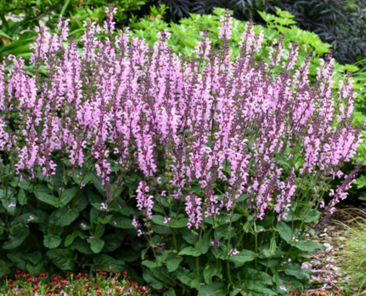Salvia n. Pink Dawn #1