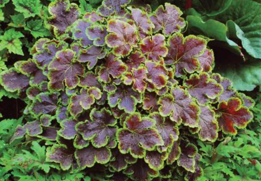 Heucherella Solar Eclipse #1