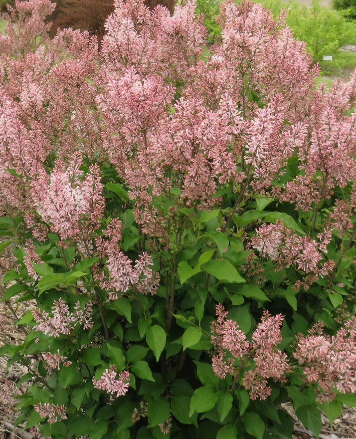 Lilac Dream Cloud #5