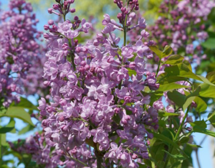 Lilac Scentara Double Blue #3