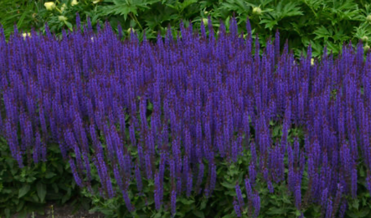 Salvia n. Violet Riot #1