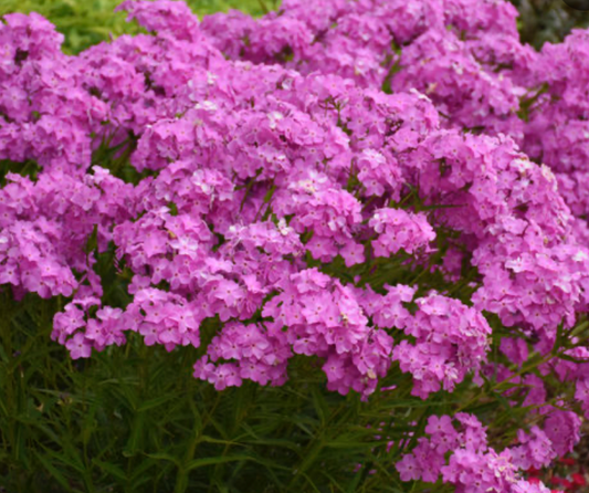 Phlox 'Opening Act Ultrapink' #1
