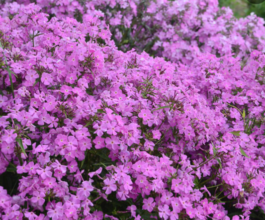 Phlox 'Opening Act Romance' #1