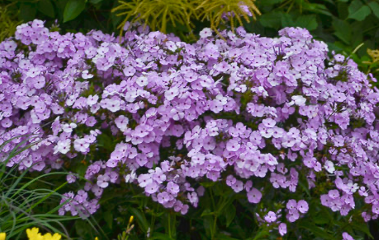 Phlox 'Opening Act Blush' #1