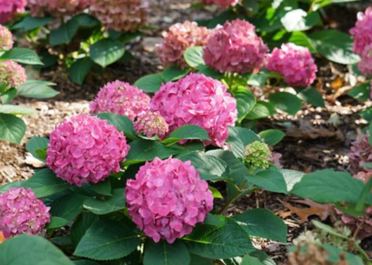 Hydrangea Let's Dance Arriba #3