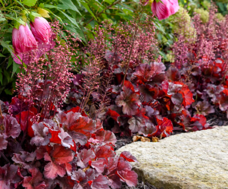 Heuchera Mahogany Monster #1