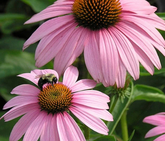 Cone Flower Magnus #1